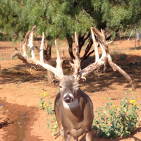 G2 Ranch Breeder Buck