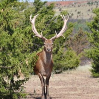 Oklahoma Deer 44