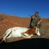 Robert's Scimitar Horned Oryx