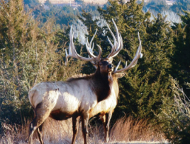 400 inch Bull Elk