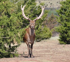 Oklahoma Deer